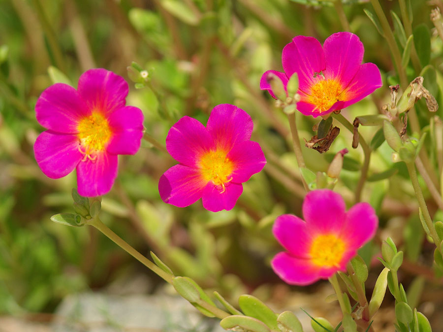 Изображение особи род Portulaca.