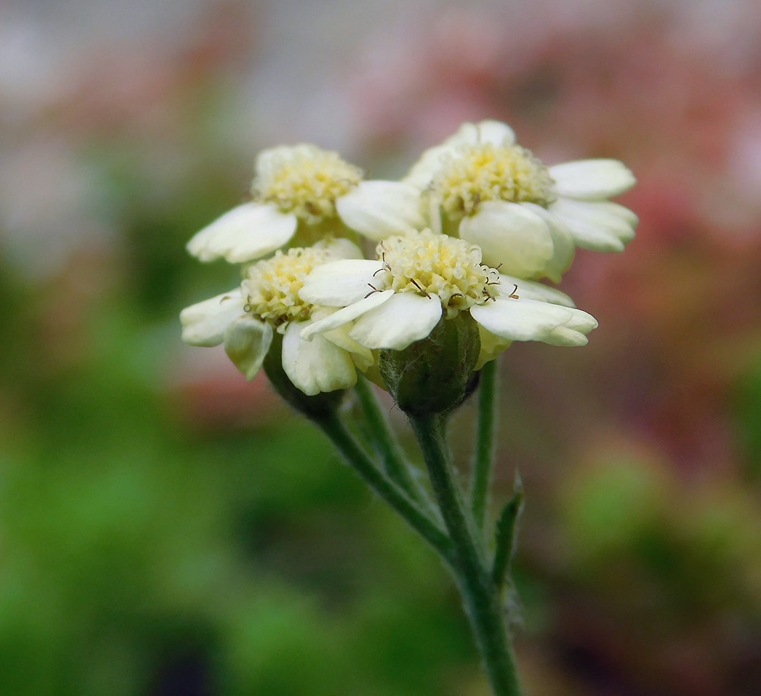 Image of Achillea &times; lewisii specimen.