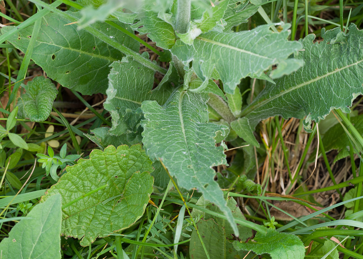 Image of Knautia montana specimen.