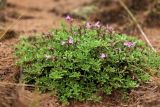 Thymus serpyllum