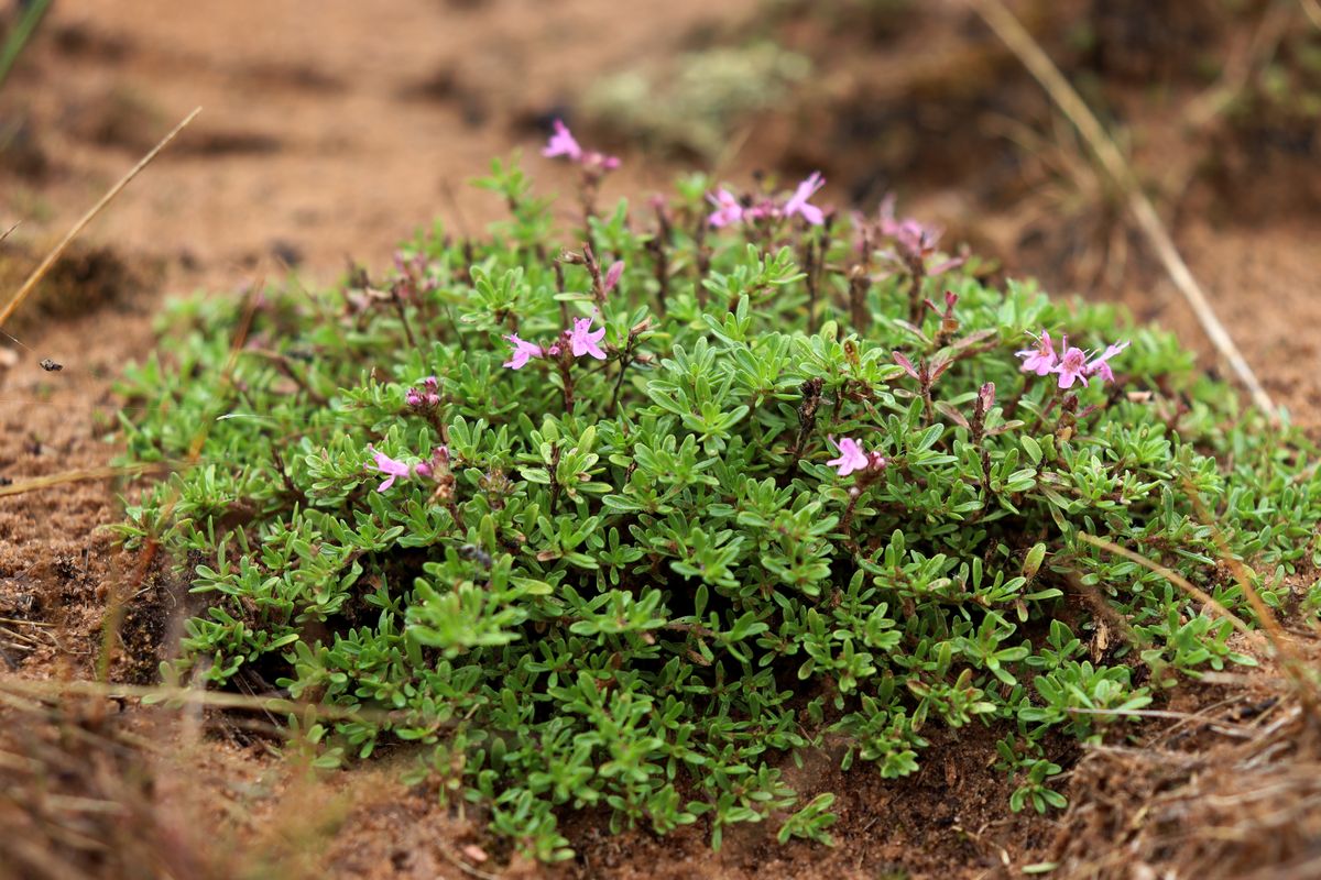 Изображение особи Thymus serpyllum.