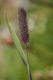 Phleum alpinum. Верхушка побега с соцветием. Карачаево-Черкесия, Урупский р-н, хр. Абишира-Ахуба, окр. оз. Перевальное, ≈ 2700 м н.у.м., альпийский луг. 11.08.2024.