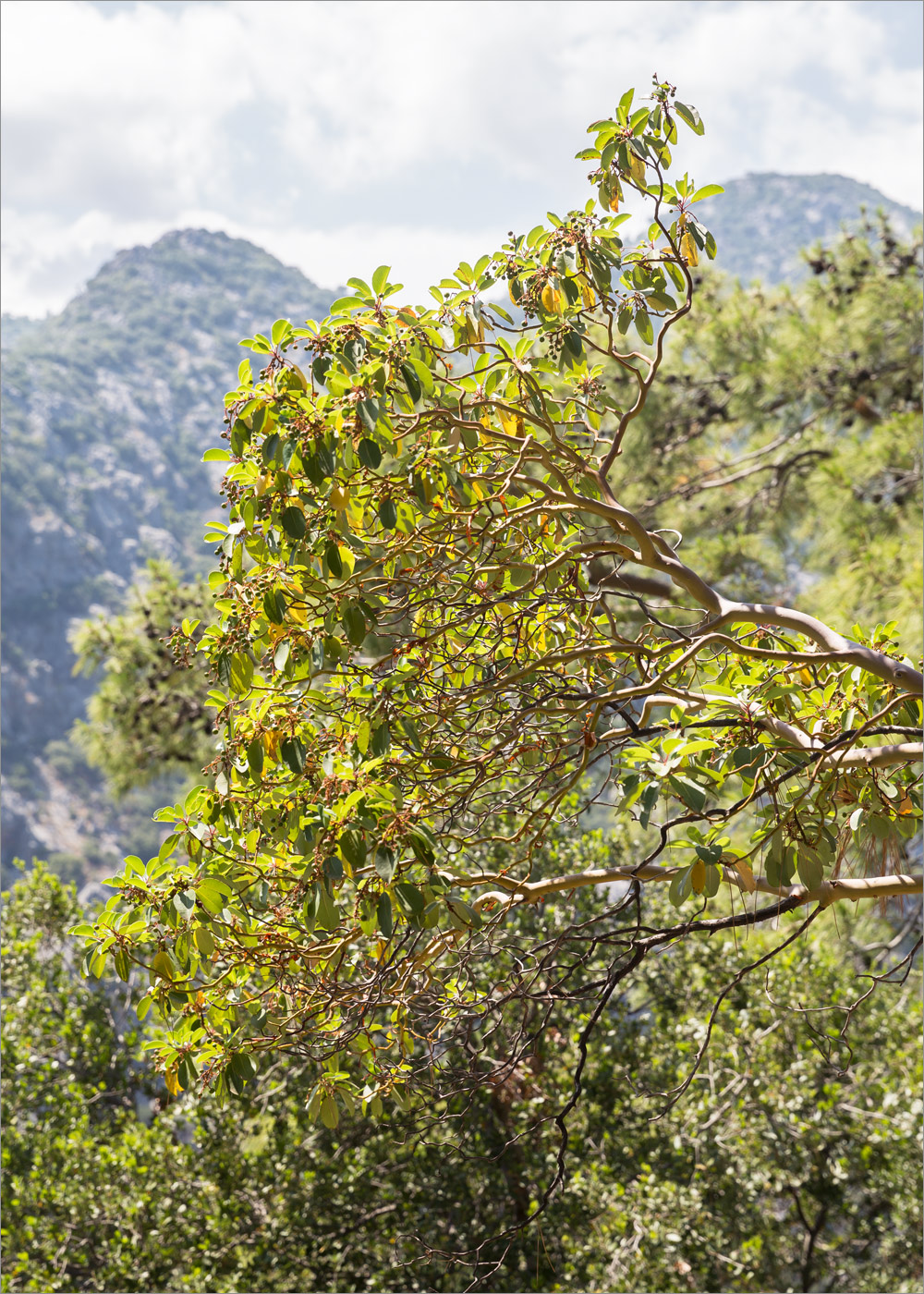 Изображение особи Arbutus andrachne.