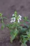 Stachys annua. Верхушка цветущего растения. Липецкая обл., Данковский р-н, окр. дер. Масловка, 1 км выше устья р. Паники, обочина грунтовой дороги. 3 августа 2024 г.