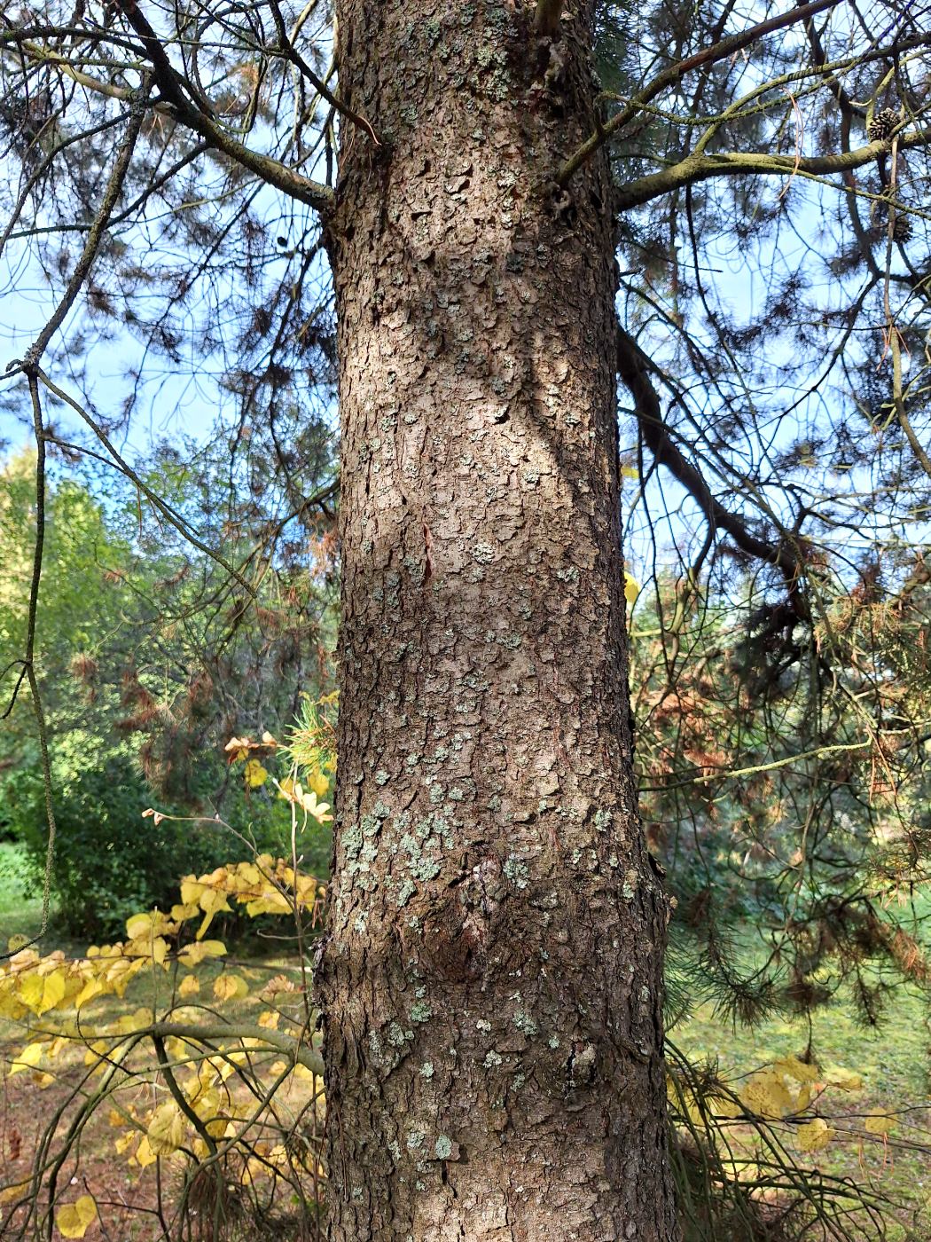 Image of Pinus contorta specimen.