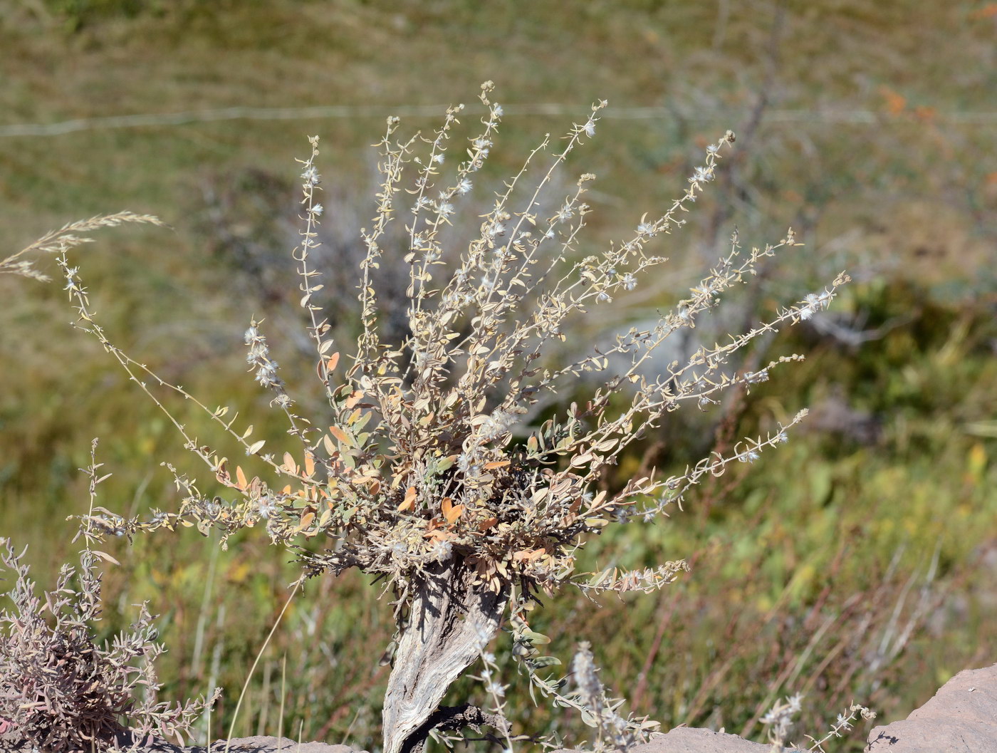 Image of genus Krascheninnikovia specimen.