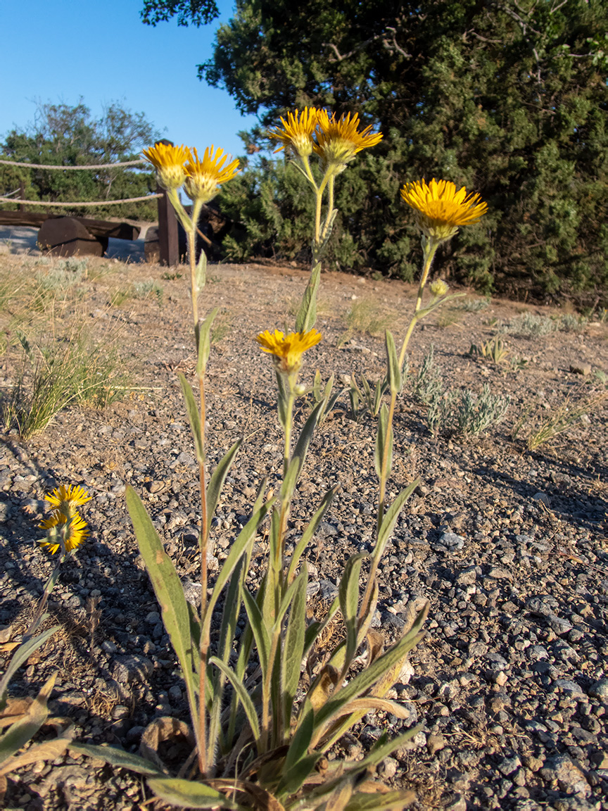 Image of Inula oculus-christi specimen.