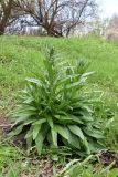 Cynoglossum officinale