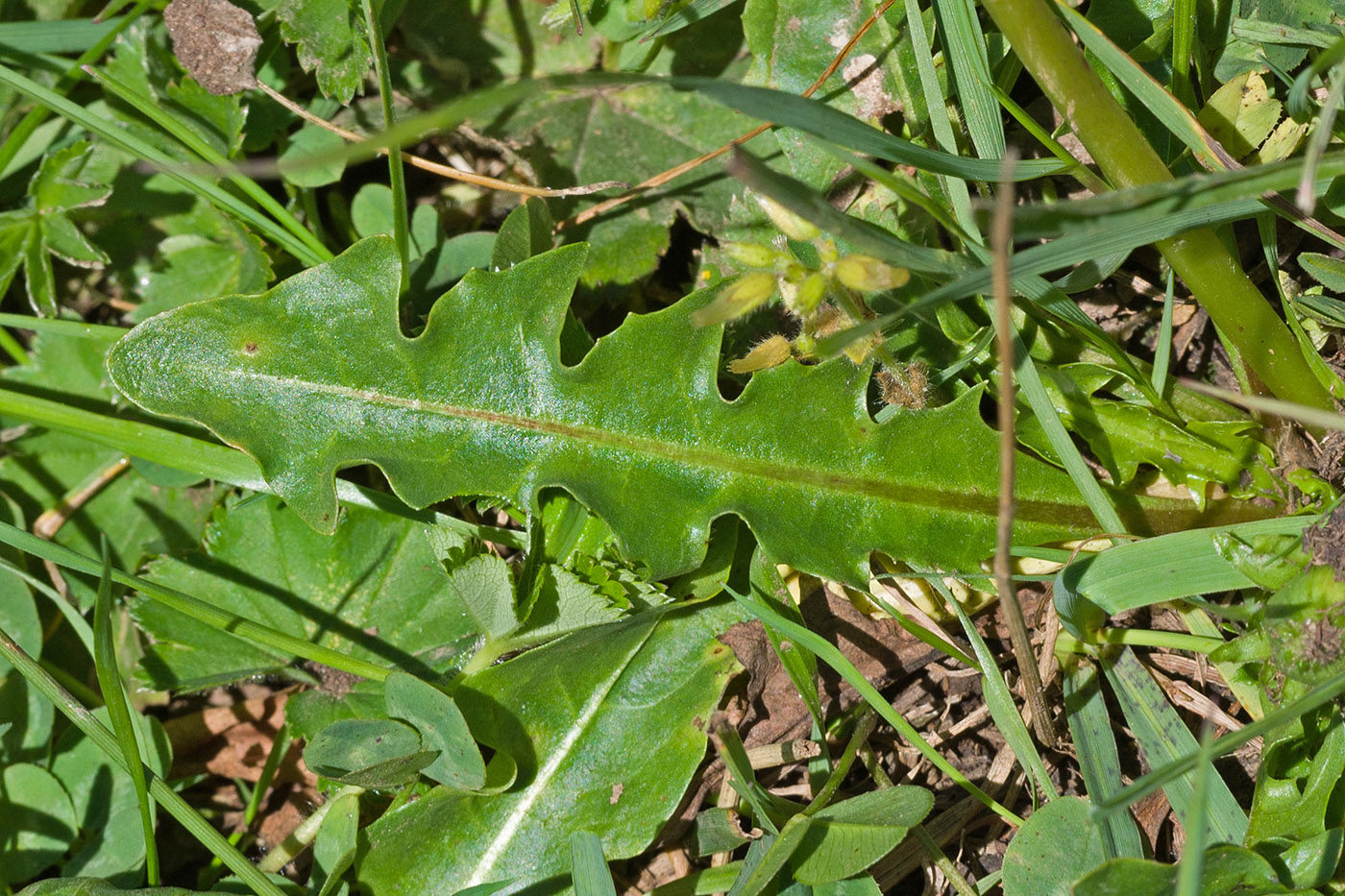 Изображение особи Taraxacum stenocephalum.