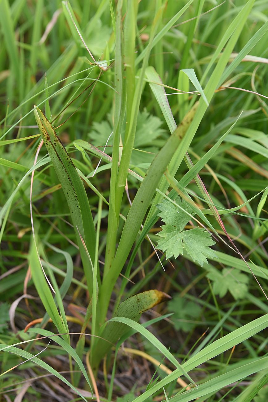 Image of Gymnadenia conopsea specimen.