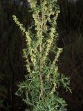 Artemisia abrotanum