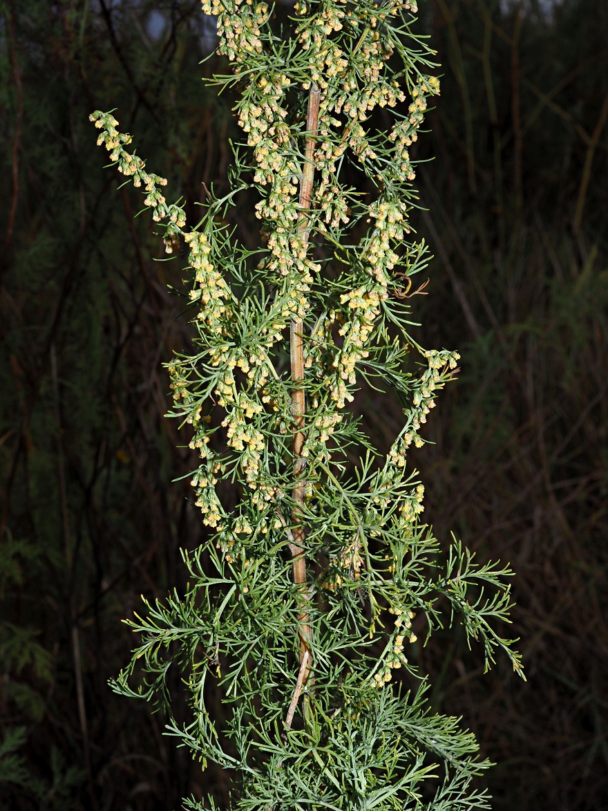 Изображение особи Artemisia abrotanum.