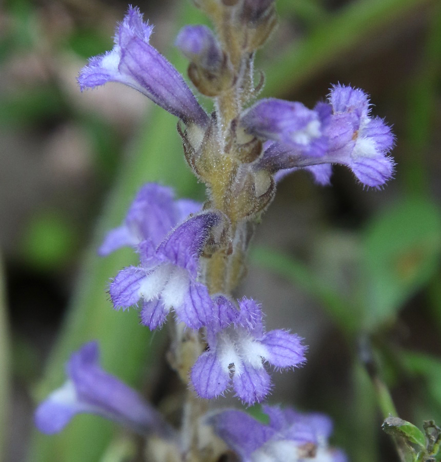 Image of genus Phelipanche specimen.