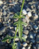 Verbena officinalis. Часть стебля, узел и лист средней формации (адаксиальная сторона). Краснодарский край, г. Адлер, пойма р. Мзымта, песчано-галечниковые наносы. 06.09.2023.