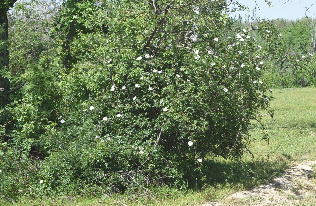Image of Rosa canina specimen.