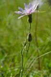 View full-size image Scorzonera purpurea