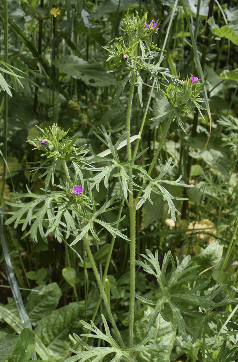 Image of Geranium dissectum specimen.