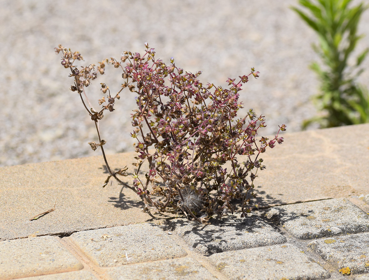 Image of Campanula erinus specimen.