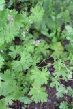 View full-size image Geranium pusillum