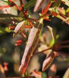 View full-size image Ludwigia epilobioides