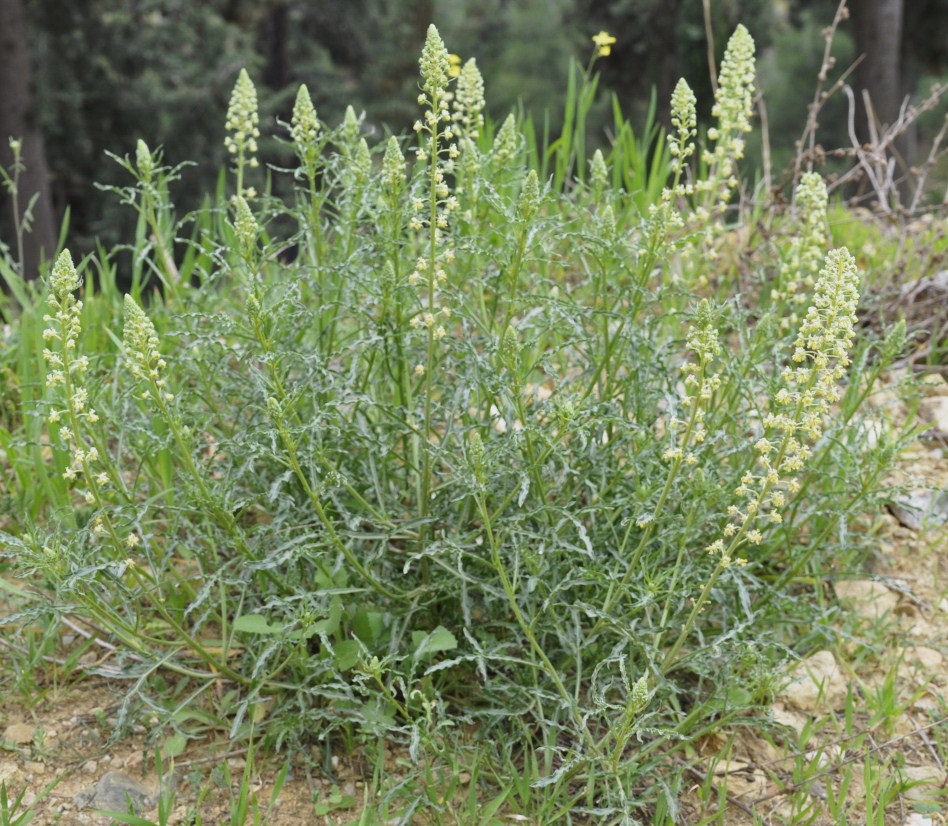 Image of Reseda lutea specimen.