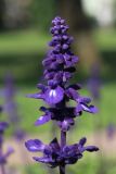 View full-size image Salvia farinacea