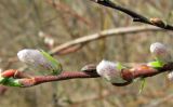 Salix myrsinifolia. Побег с распускающимися соцветиями. Ярославская обл., пос. Новый Некоуз, берег р. Ильд. 04.05.2011.