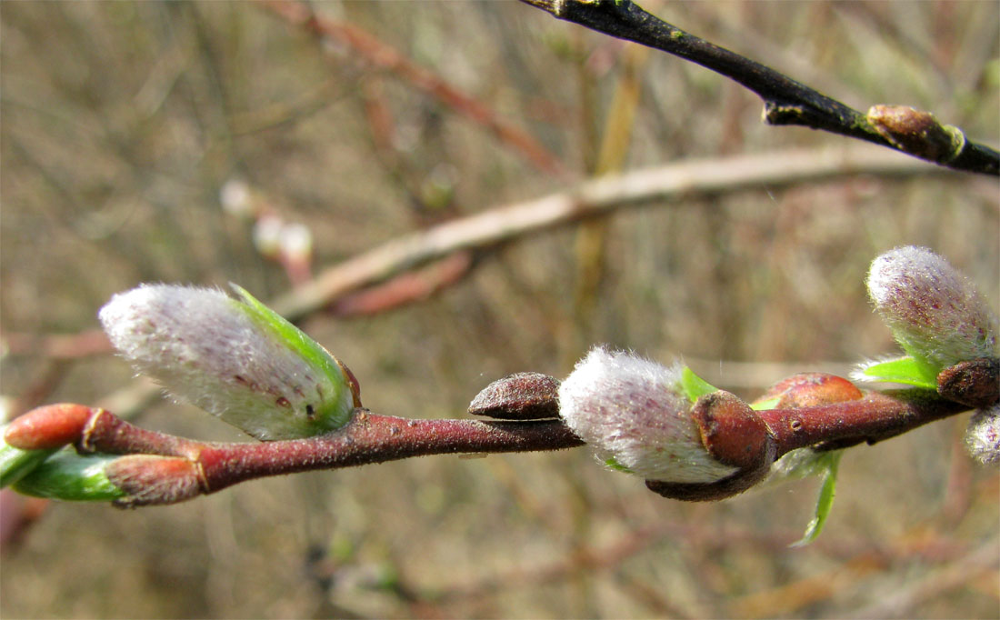 Image of Salix myrsinifolia specimen.