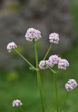 View full-size image Valeriana officinalis