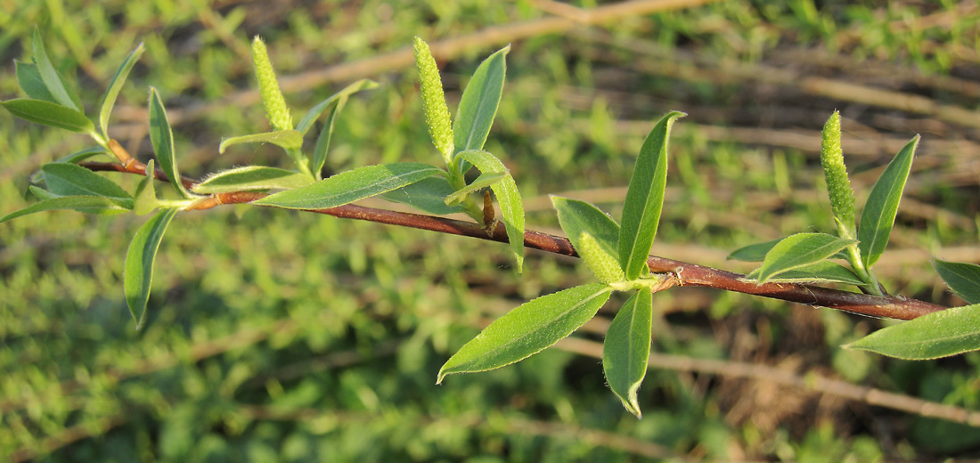 Изображение особи Salix &times; fragilis.