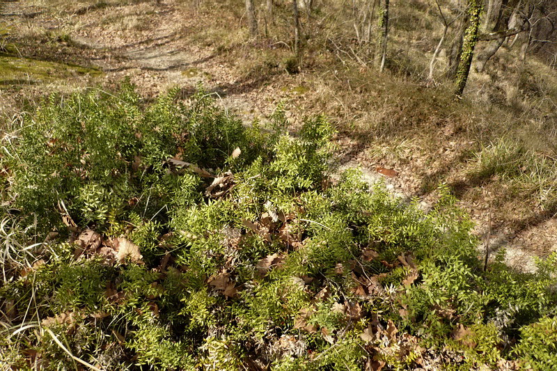 Изображение особи Ruscus aculeatus.