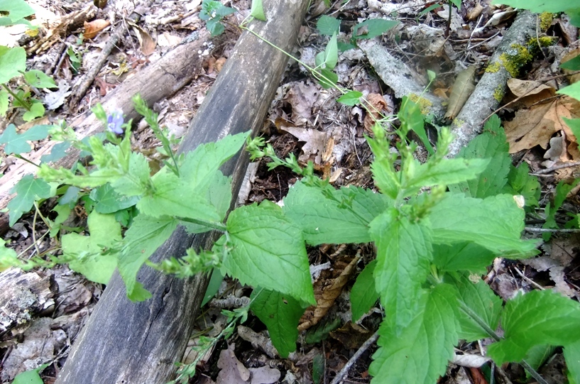 Image of Veronica magna specimen.