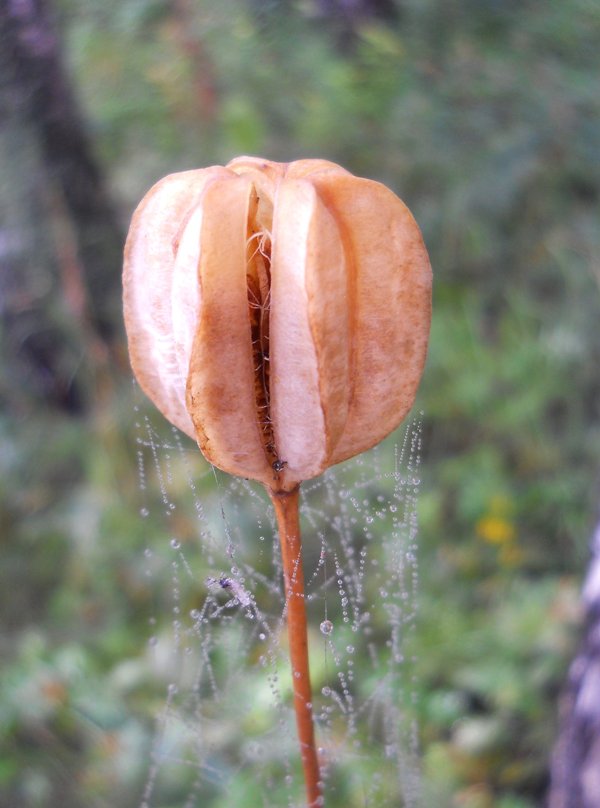 Изображение особи Lilium pilosiusculum.