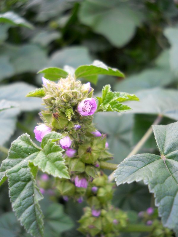 Image of Malva verticillata var. neuroloma specimen.