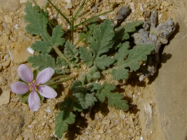 Image of Erodium oxyrhynchum specimen.