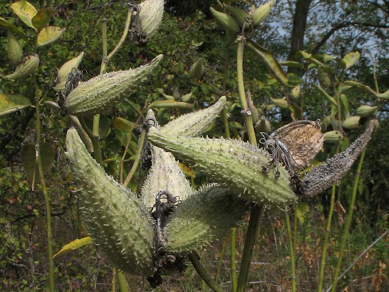 Image of Asclepias syriaca specimen.