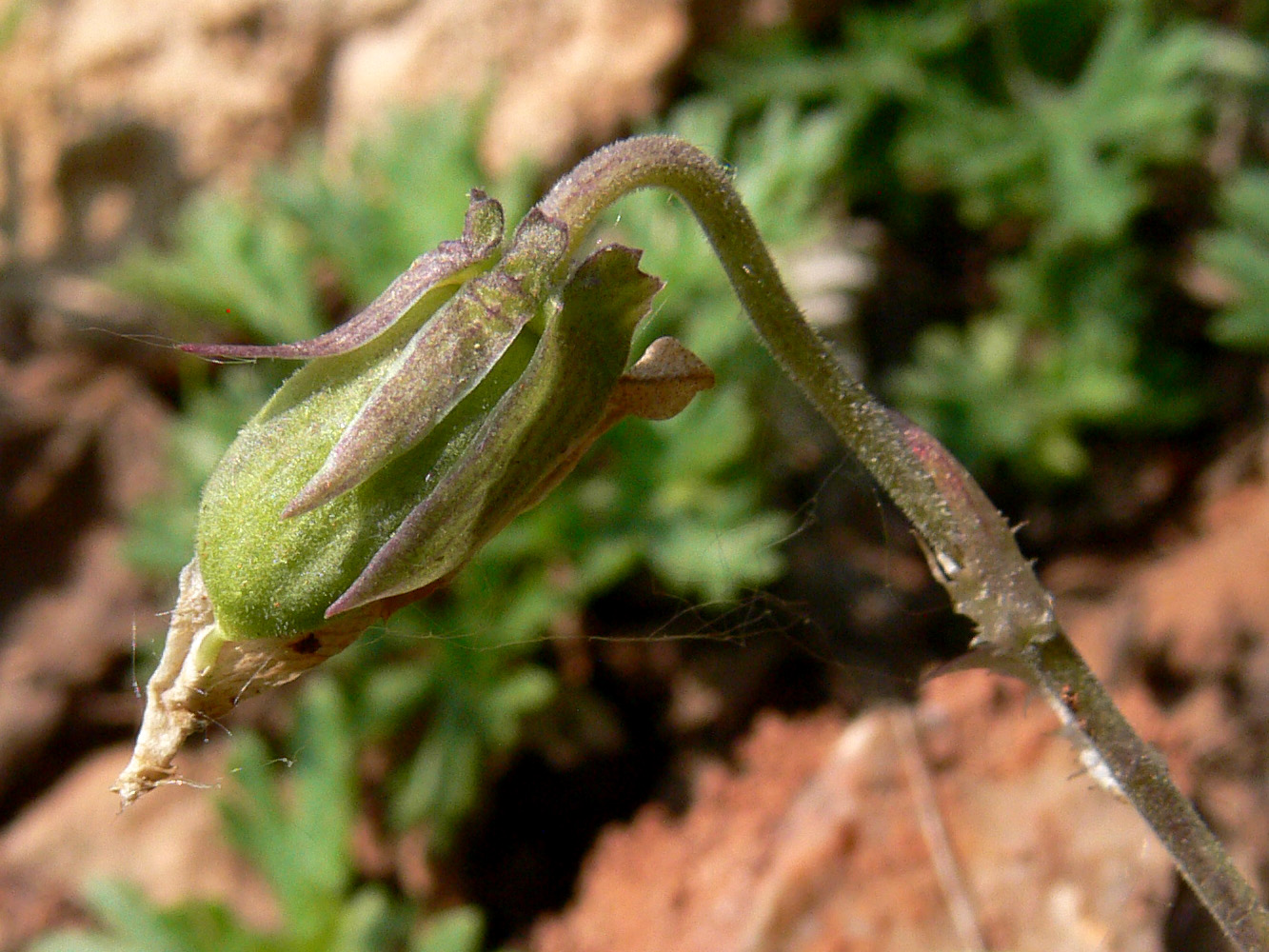 Image of Viola rupestris specimen.