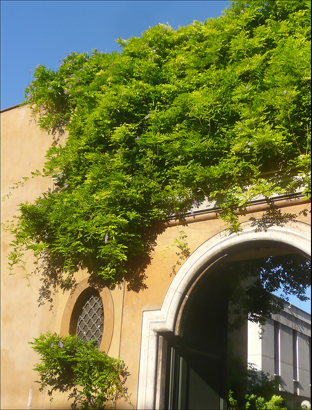 Image of Wisteria sinensis specimen.