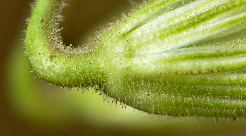 Image of Erodium gruinum specimen.