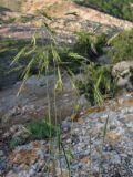 Bromopsis cappadocica