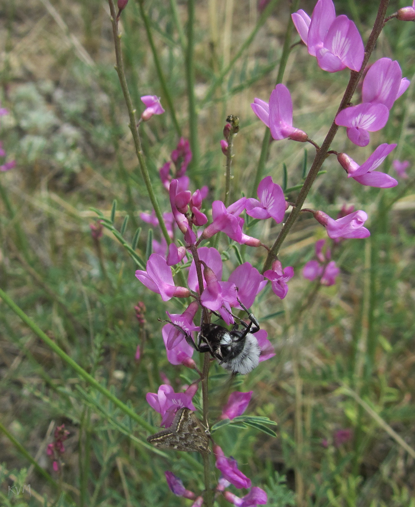 Image of Astragalus macropterus specimen.