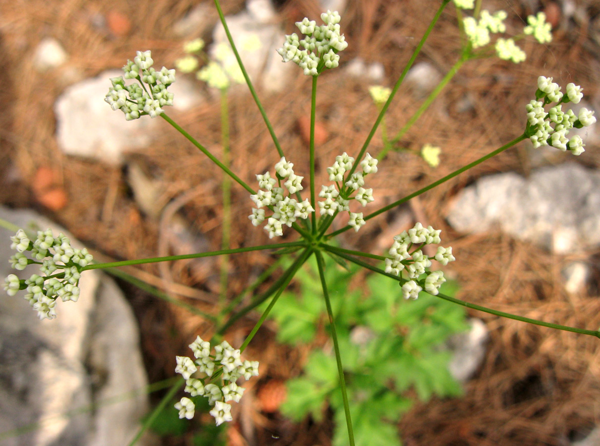 Image of Physospermum cornubiense specimen.