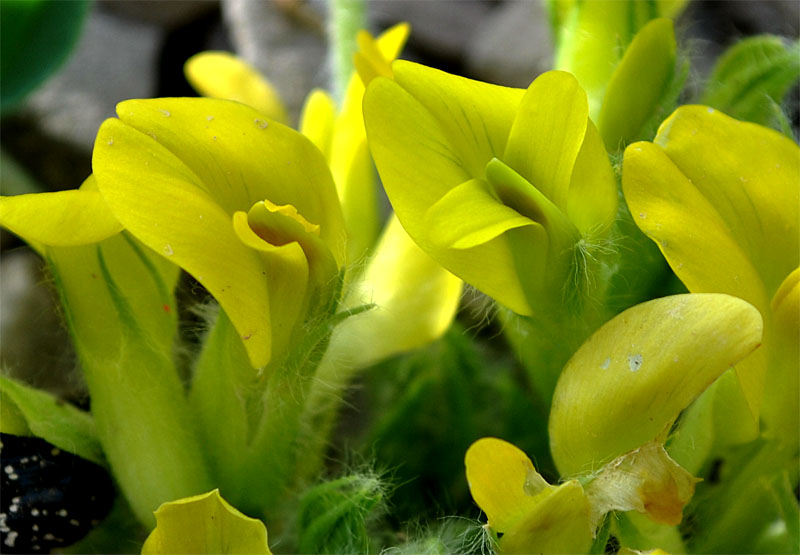 Изображение особи Astragalus pseudoutriger.