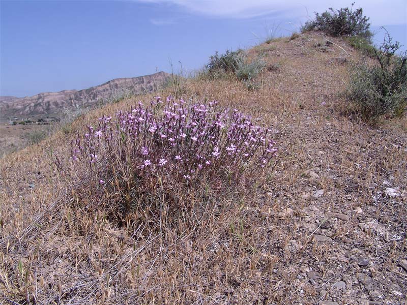 Image of Acantholimon lepturoides specimen.