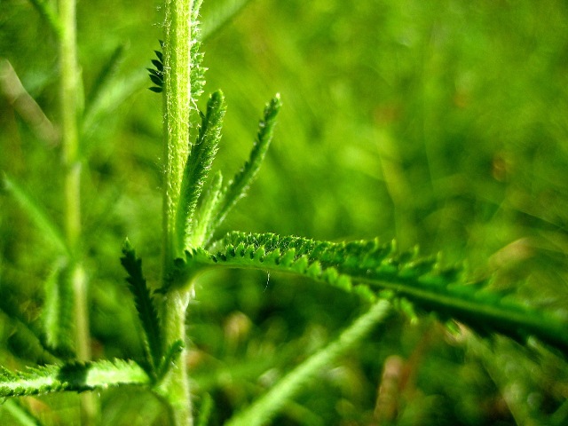 Image of Achillea alpina specimen.