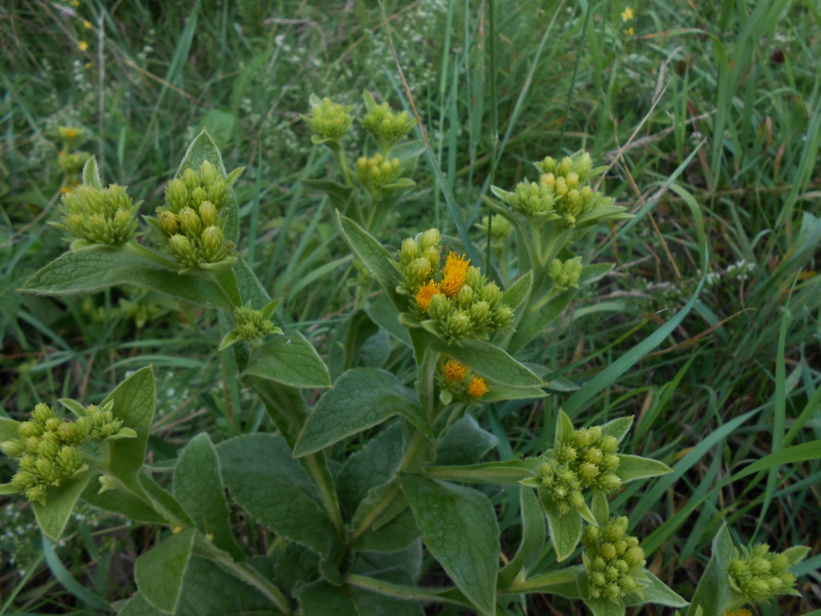 Изображение особи Inula thapsoides.