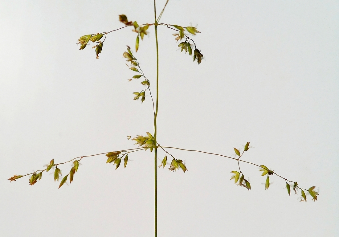 Image of Poa trivialis specimen.