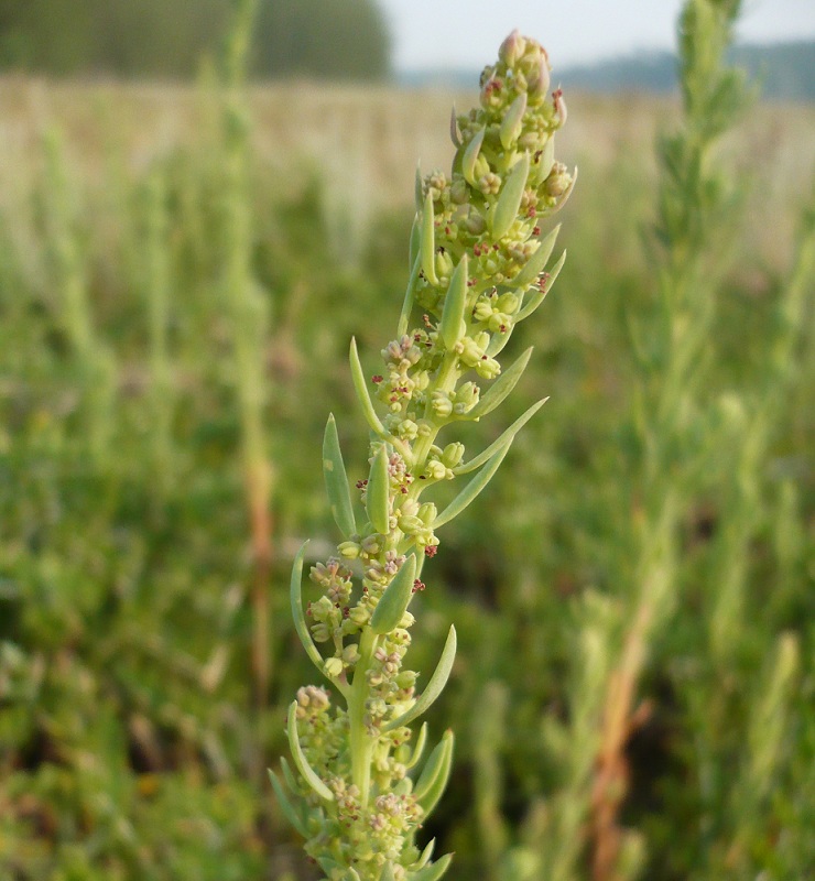 Image of Suaeda linifolia specimen.