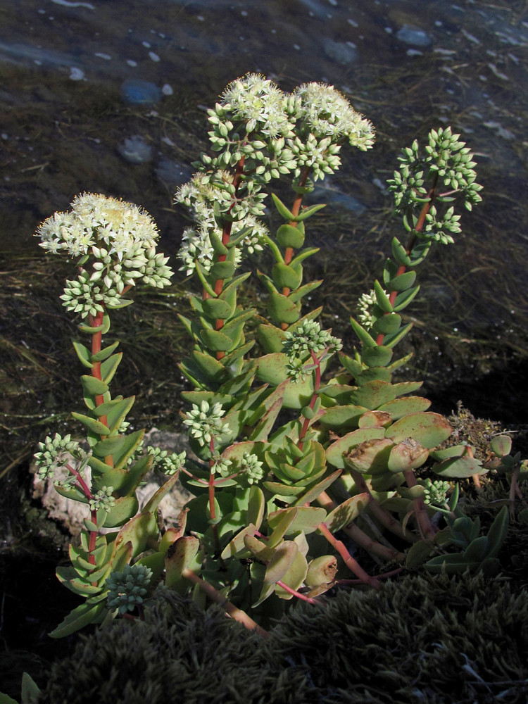 Image of Hylotelephium stepposum specimen.