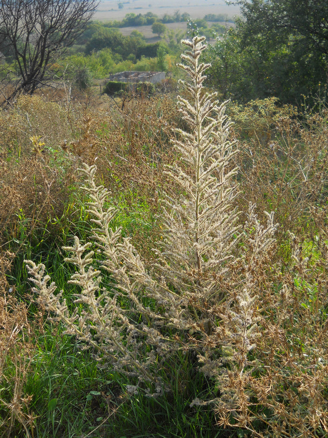 Image of Echium biebersteinii specimen.